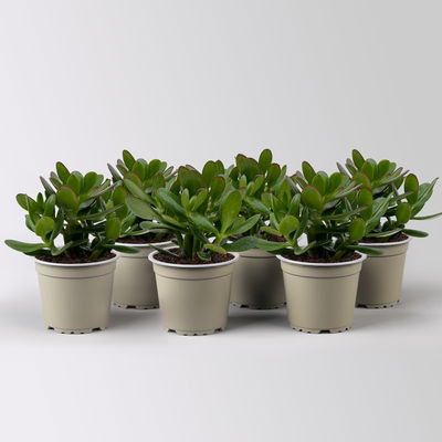 Geldbaum 'Magical Tree', Topf-Ø 12 cm, Höhe ca. 20 cm, 6 Pflanzen Geldbaum 'Magical Tree', Topf-Ø 12 cm, Höhe ca. 20 cm, 6 Pflanzen