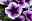 Petunien Sweetunia purple vein
