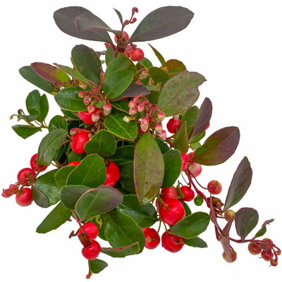 Scheinbeere, Mini, Topf-Ø 6 cm, 12 Pflanzen Scheinbeere, Mini, Topf-Ø 6 cm, 12 Pflanzen