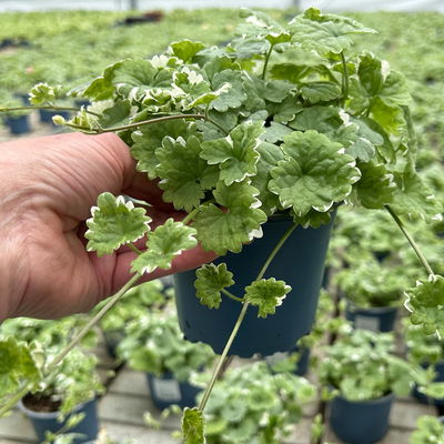 Weißbunter Gundermann 'Variegata' grün-weiß, Topf-Ø 12 cm, 6er-Set