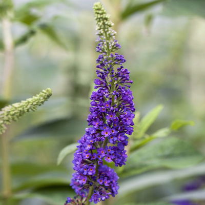 Sommerflieder, Buddleja davidii 'Empire Blue', blauviolett, Topf 5 lt. Sommerflieder, Buddleja davidii 'Empire Blue', blauviolett, Topf 5 lt.