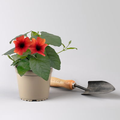 Schwarzäugige Susanne, Farben zufällig, Topf-Ø 13 cm, 3 Pflanzen