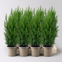 Blaue Kegelzypresse 'Ellwoodii', Topf-Ø 9 cm, 8 Pflanzen