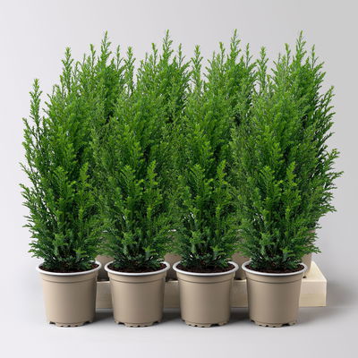 Blaue Kegelzypresse 'Ellwoodii', Topf-Ø 9 cm, 8 Pflanzen Blaue Kegelzypresse 'Ellwoodii', Topf-Ø 9 cm, 8 Pflanzen