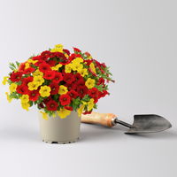 Zauberglöckchen MixMasters® 'Firework', orange-gelb-rot, Topf-Ø 12 cm,6 Pflanzen