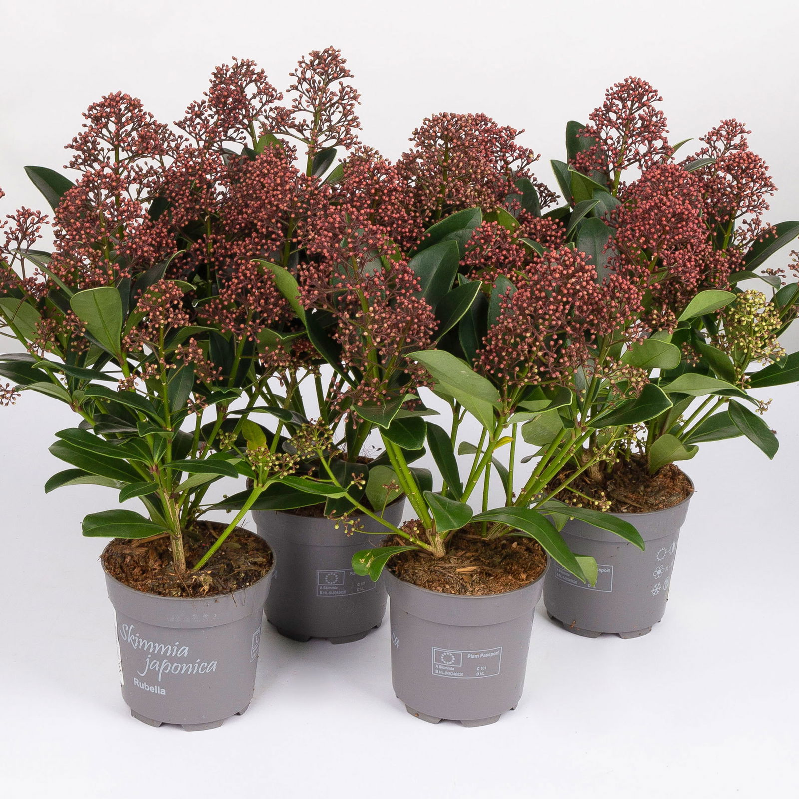 Blütenskimmie ‘Rubella’, Skimmia japonica, rot, 4er Set, Topf 10,5 cm Ø