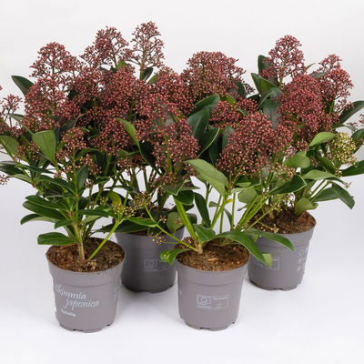 Blütenskimmie ‘Rubella’, Skimmia japonica, rot, 4er Set, Topf 10,5 cm Ø Blütenskimmie ‘Rubella’, Skimmia japonica, rot, 4er Set, Topf 10,5 cm Ø