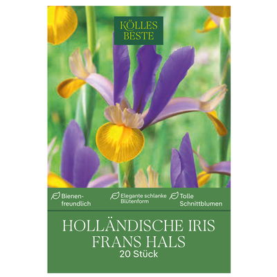 Holländische Iris 'Frans Hals', lila/gelb, 20 Blumenzwiebeln