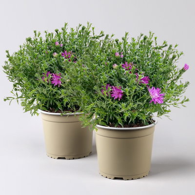 Kissenaster pink, Topf-Ø 17 cm, 2er-Set Kissenaster pink, Topf-Ø 17 cm, 2er-Set