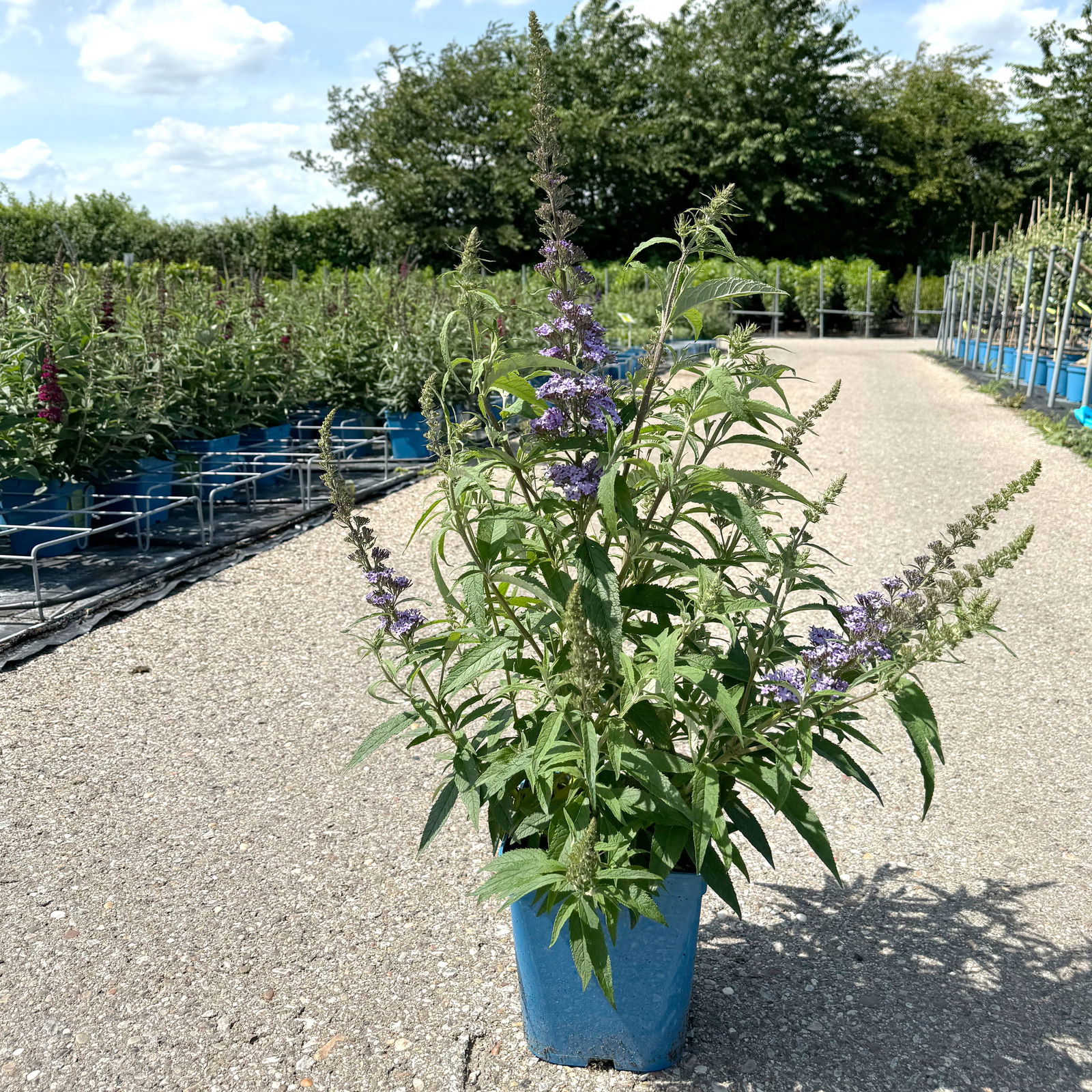 Kölle's Beste Zwerg-Schmetterlingsstrauch, Buddleja davidii BUZZ™ 'Sky Blue'(s)