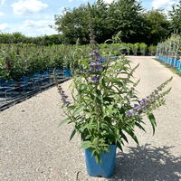 Kölle's Beste Zwerg-Schmetterlingsstrauch, Buddleja davidii BUZZ™ 'Sky Blue'(s)