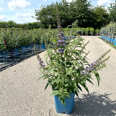 Kölles Beste Zwerg-Schmetterlingsstrauch, Buddleja davidii BUZZ™ 'Sky Blue'(s) Kölles Beste Zwerg-Schmetterlingsstrauch, Buddleja davidii BUZZ™ 'Sky Blue'(s)