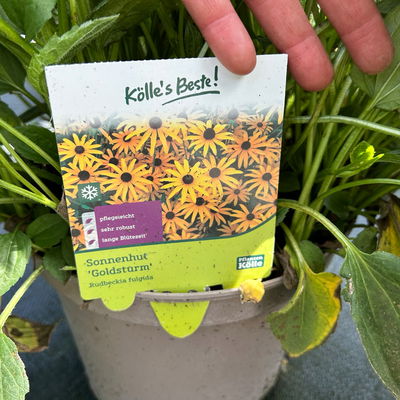 Kölles Beste Sonnenhut 'Goldsturm', 3 Liter Topf Kölles Beste Sonnenhut 'Goldsturm', 3 Liter Topf