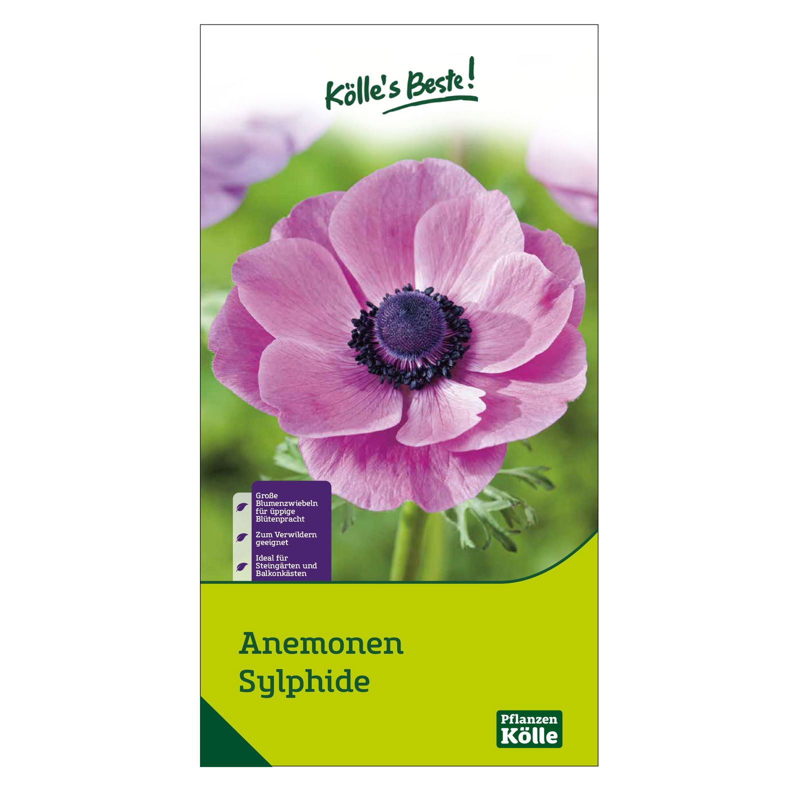 Kronen-Anemonen 'Sylphide', pink, Größe 7/8, 10 Blumenzwiebeln