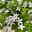 Polster-Glockenblume 'Adansa® White' weiß, Ampeltopf-Ø 19 cm