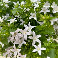 Polster-Glockenblume 'Adansa® White' weiß, Ampeltopf-Ø 19 cm