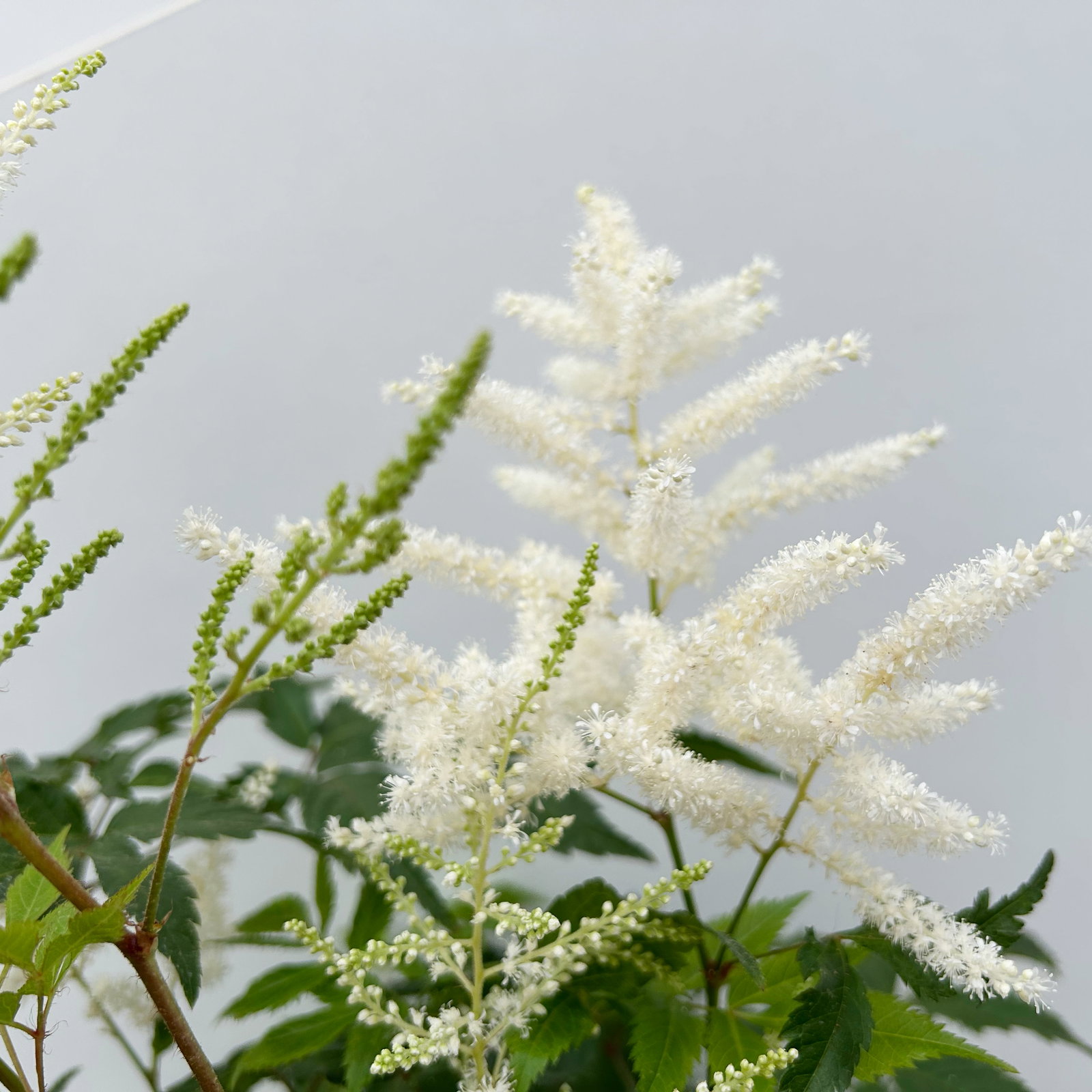 Astilbe arendsii, weiß, Topf-Ø 15 cm, 2 Pflanzen Astilbe arendsii, weiß, Topf-Ø 15 cm, 2 Pflanzen