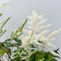 Astilbe arendsii, weiß, Topf-Ø 15 cm, 2 Pflanzen Astilbe arendsii, weiß, Topf-Ø 15 cm, 2 Pflanzen