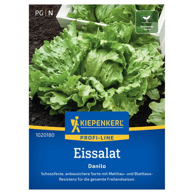 Kiepenkerl Saatgut Eissalat 'Danilo'
