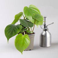 Grünpflanzenkreation 'Einsteiger-Mix', Topf-Ø 12cm + Übertopf Dallas, 4 Pflanzen