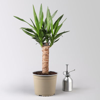 Palmlilie in Topf Dallas, Topf-Ø 17 cm, Höhe ca. 60-80 cm