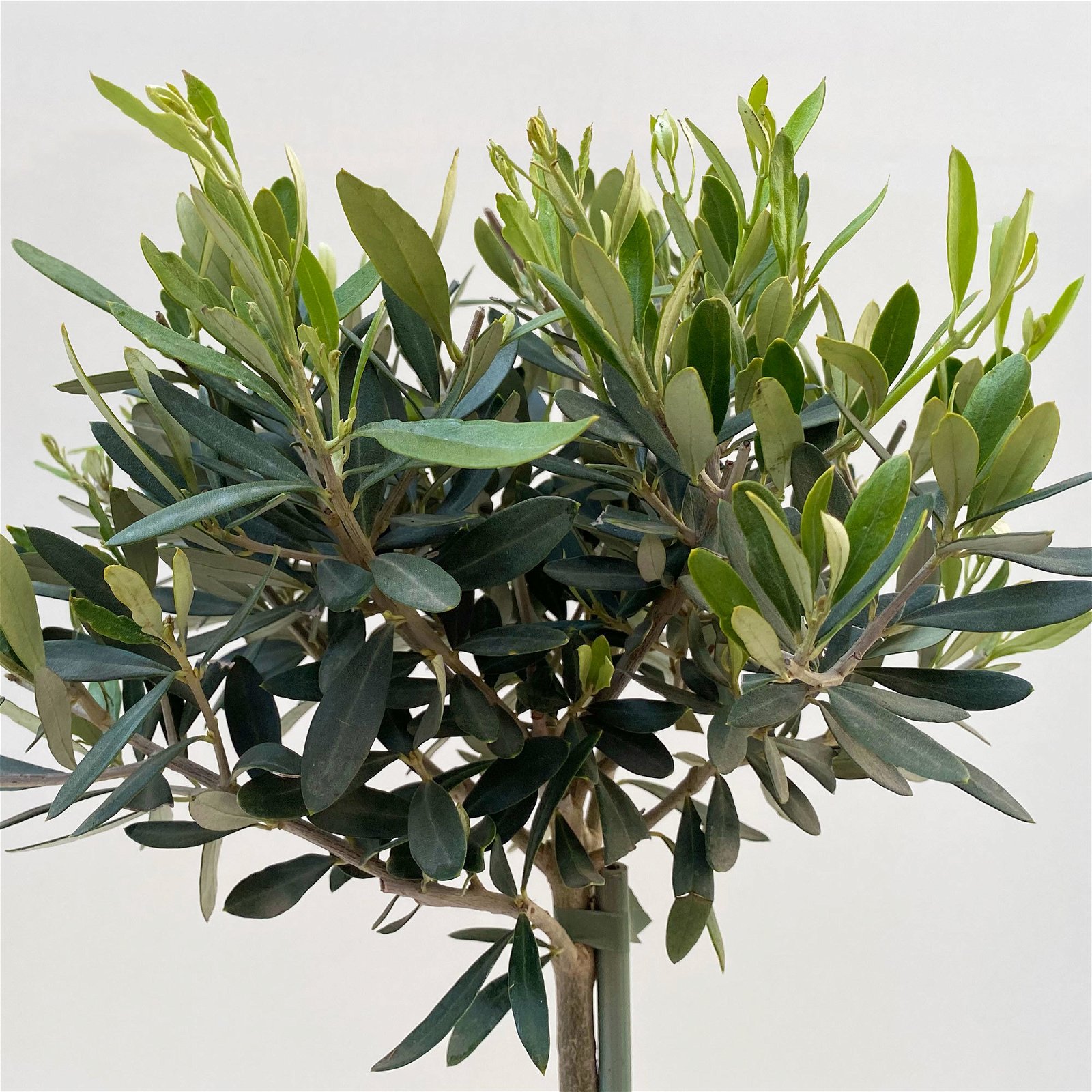 Olivenbaum, Stämmchen, Topf-Ø 17 cm, Höhe ca. 70 cm