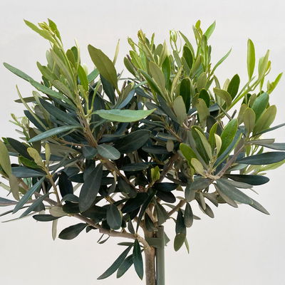 Olivenbaum, Stämmchen, Topf-Ø 18 cm, Höhe ca. 70 cm