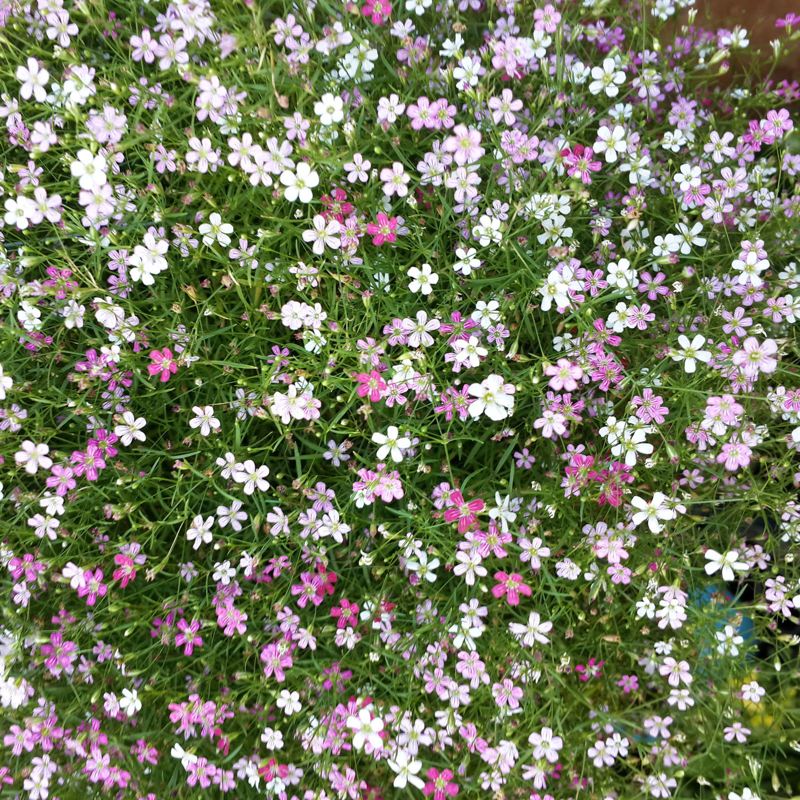 Schleierkraut 'Duo' rosa-weiß, Topf-Ø 12/13 cm