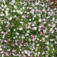 Schleierkraut 'Duo' rosa-weiß, Topf-Ø 12/13 cm