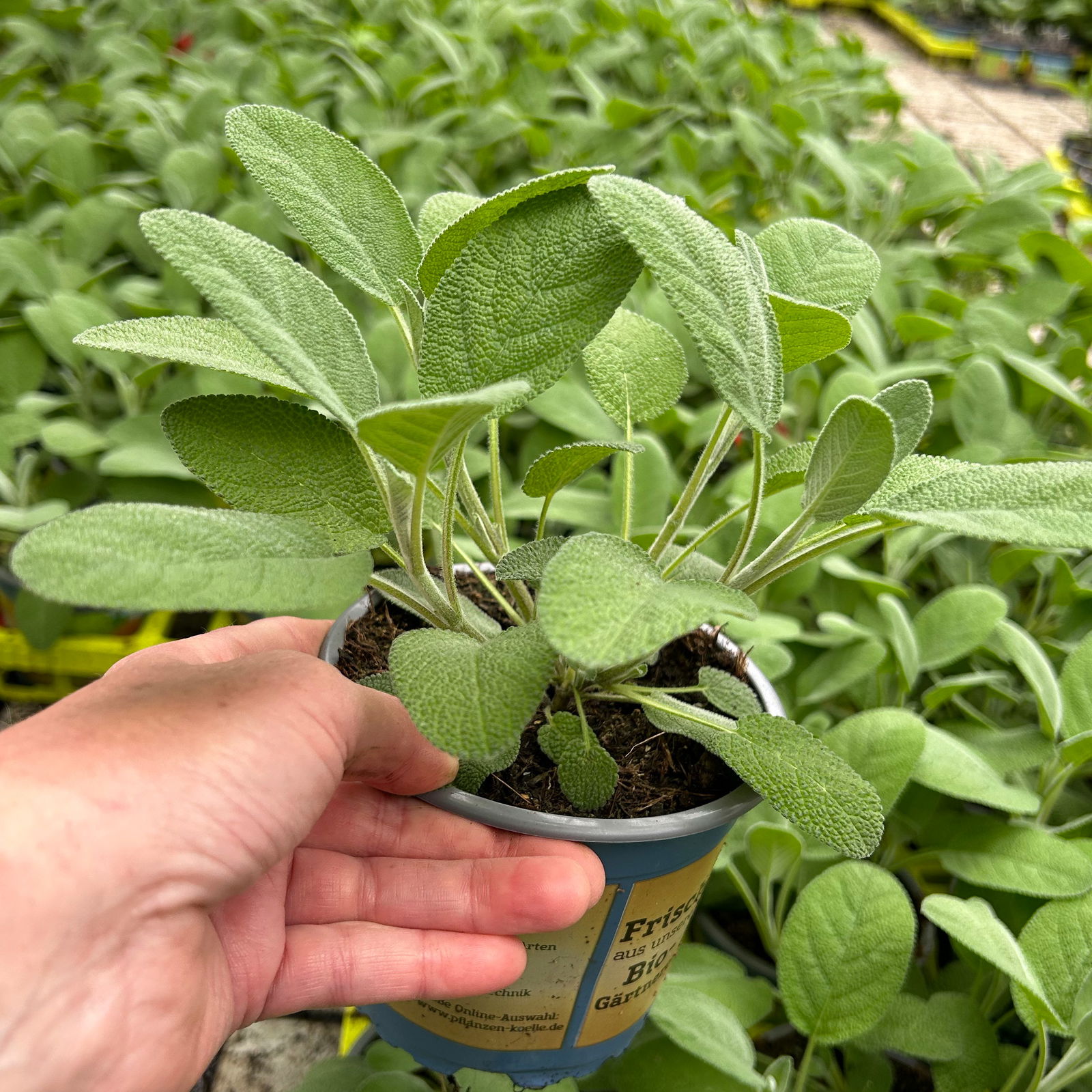 Bio Salbei großblättrig, Topf-Ø 12cm