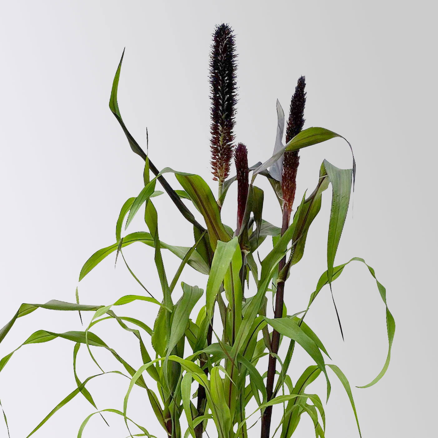 Pennisetum 'Purple Baron', lila, Topf-Ø 17 cm, Höhe ca. 70 cm, 2 Pflanzen Pennisetum 'Purple Baron', lila, Topf-Ø 17 cm, Höhe ca. 70 cm, 2 Pflanzen