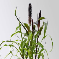 Pennisetum 'Purple Baron', lila, Topf-Ø 17 cm, Höhe ca. 70 cm, 2 Pflanzen Pennisetum 'Purple Baron', lila, Topf-Ø 17 cm, Höhe ca. 70 cm, 2 Pflanzen