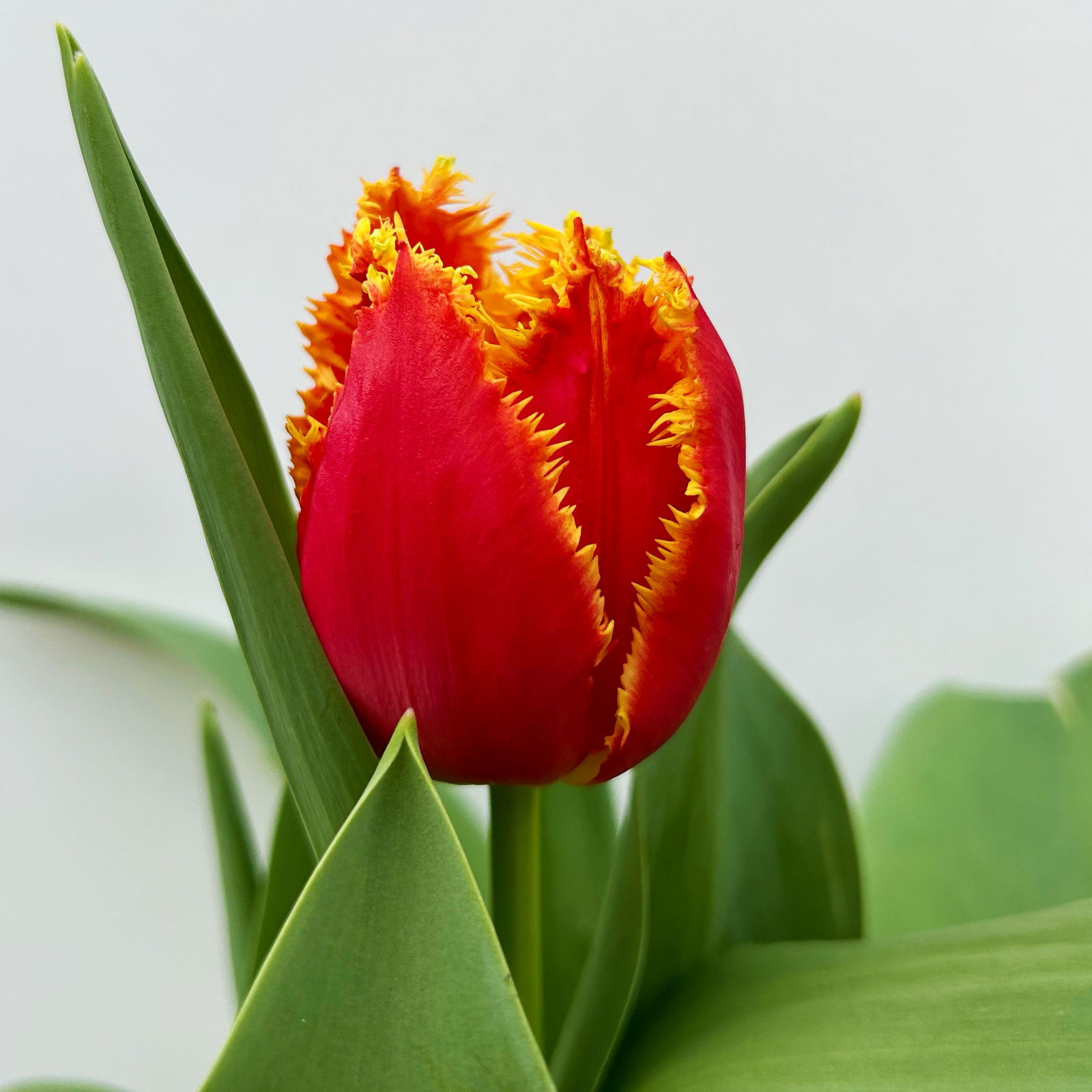 Tulpe zweifarbig, vorgetrieben, Topf-Ø 15 cm, 3 Pflanzen