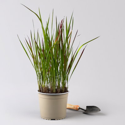 Japanisches Blutgras 'Red Baron', Blattspitzen in rot, Topf -Ø 19 cm, 2 Pflanzen Japanisches Blutgras 'Red Baron', Blattspitzen in rot, Topf -Ø 19 cm, 2 Pflanzen