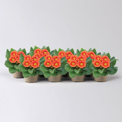 Primel, orange-rot, Topf-Ø 11 cm, 8 Pflanzen Primel, orange-rot, Topf-Ø 11 cm, 8 Pflanzen