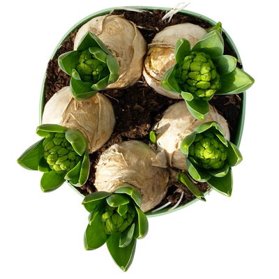 Hyazinthe weiß, vorgetrieben, Topf-Ø 15 cm, 3 Pflanzen Hyazinthe weiß, vorgetrieben, Topf-Ø 15 cm, 3 Pflanzen