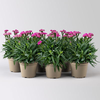 Duftnelken 'Peman', pink, Topf-Ø 12/13 cm, 6 Pflanzen