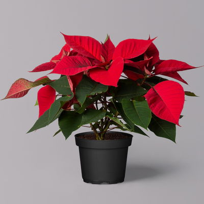 Weihnachtsstern rot, Topf-Ø 12/13 cm, 3er-Set Weihnachtsstern rot, Topf-Ø 12/13 cm, 3er-Set