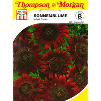 Thompson & Morgan Blumensamen Sonnenblumen Velvet Queen