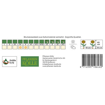 Kölles Beste Tulpe 'Yellow Pomponette®', gelb, 7 Blumenzwiebeln