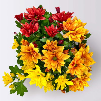 Chrysantheme Trio 'Sunset', orange-gelb-rot, Topf-Ø 12 cm, 6 Pflanzen Chrysantheme Trio 'Sunset', orange-gelb-rot, Topf-Ø 12 cm, 6 Pflanzen