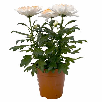 Chrysantheme 'Zembla Make-Upz® Heart Mix, Farben zufällig, Topf-Ø 13 cm, 3er-Set Chrysantheme 'Zembla Make-Upz® Heart Mix, Farben zufällig, Topf-Ø 13 cm, 3er-Set