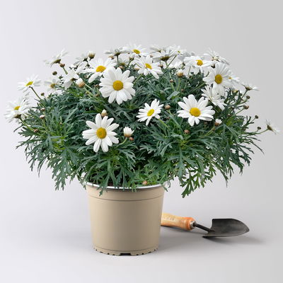 Margerite 'Stella', weiß, Topf-Ø 19 cm, 3 Pflanzen