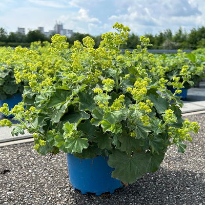 Frauenmantel, gelb-grün, Topf 3 Liter Frauenmantel, gelb-grün, Topf 3 Liter