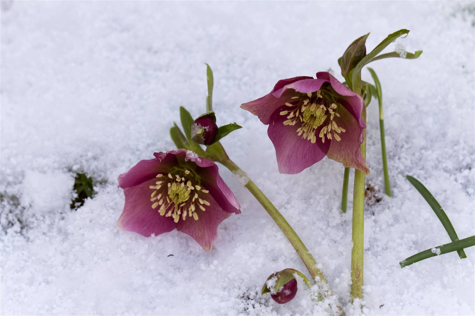 Blüte im Schnee - Gärtnertipps Januar