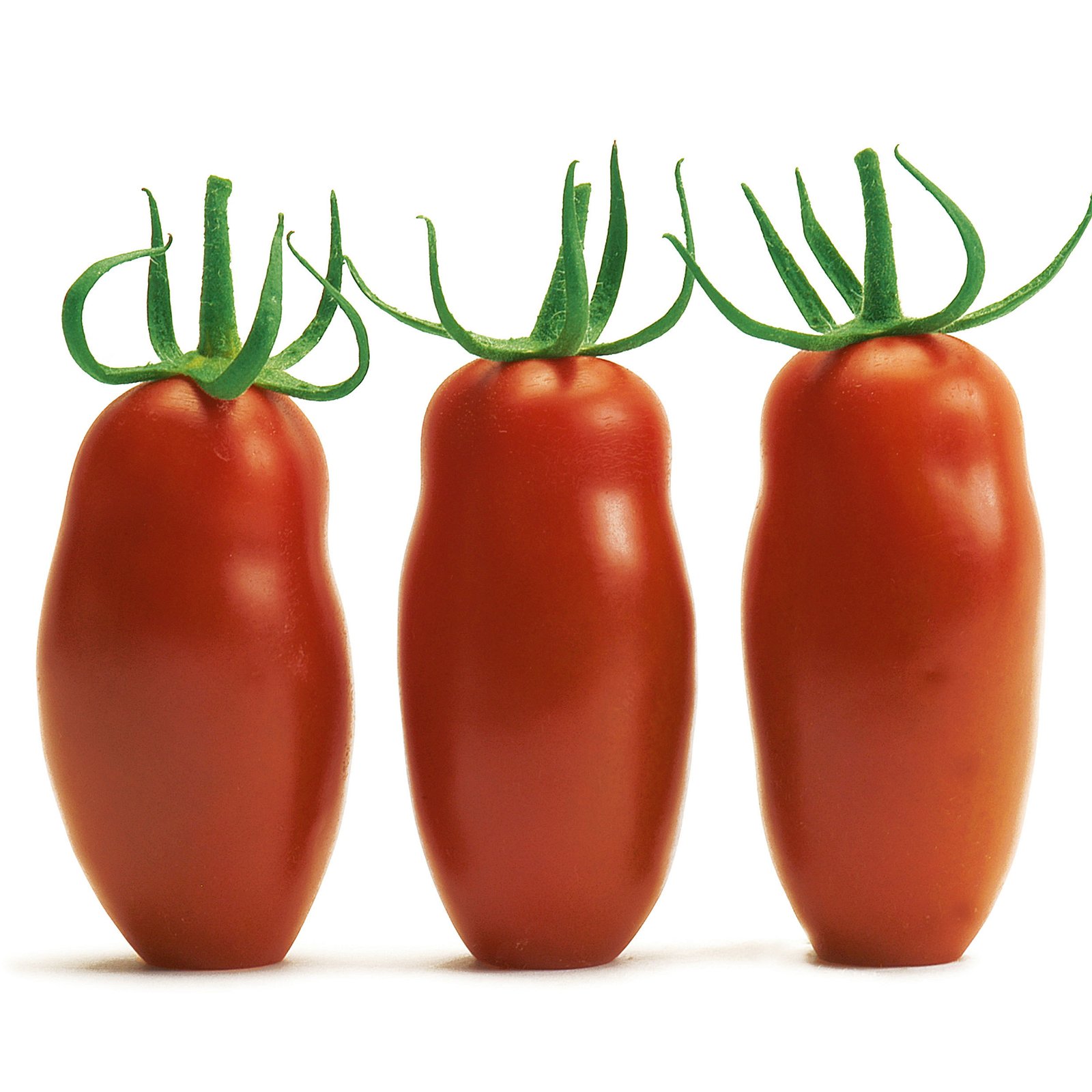 Tomatenpflanze 'Caprese' F1, veredelt, Topf-Ø 12 cm, 3er-Set