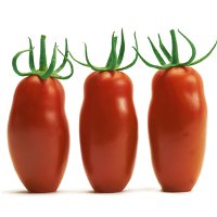 Tomatenpflanze 'Caprese' F1, veredelt, Topf-Ø 12 cm, 3er-Set