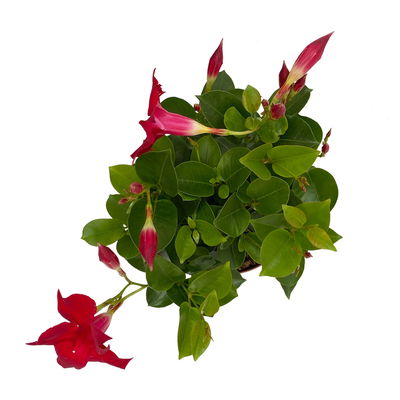 Dipladenie 'Qdeville®', rot, buschartig, Topf-Ø 17 cm, Höhe ca. 40 cm