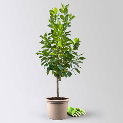 Kölle Bio Zwergsauerkirsche 'Cinderella®', Topf 7,5 Liter