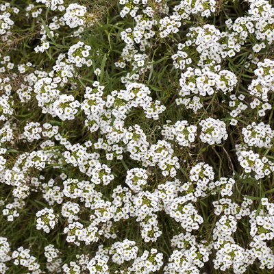 Lobularia, weiß, Topf-Ø 12 cm, 6 Pflanzen